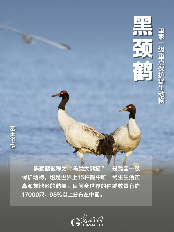 【海報】國際珍稀動物保護日|以“珍惜”守護“珍稀”