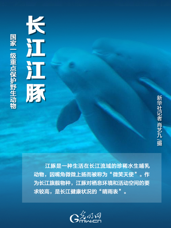 【海報】國際珍稀動物保護日|以“珍惜”守護“珍稀”