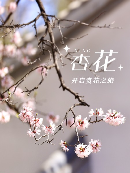 追花指南第六期！杏花雨 楊柳風(fēng) 北京最美的杏花在這里