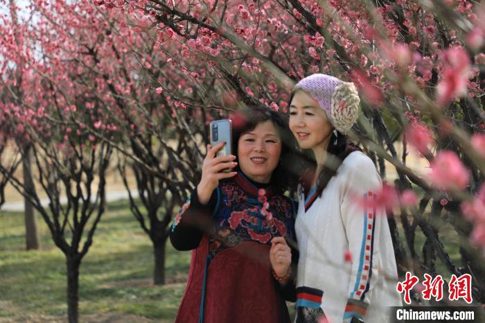 市民在梅花樹(shù)下拍照?！∴囆?qiáng) 攝