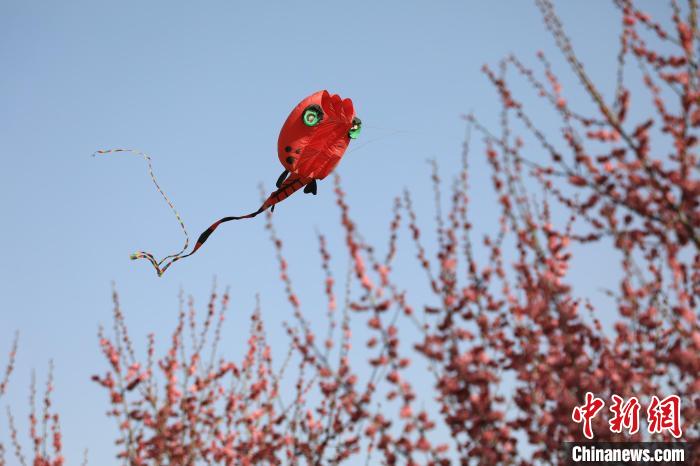 風(fēng)箏在花中飛舞?！∴囆?qiáng) 攝