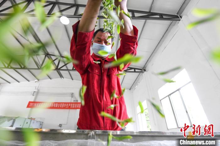 村民將茶葉攤青晾干?！钊A峰 攝