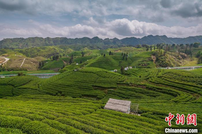 貴定縣云霧茶園?！√普?攝
