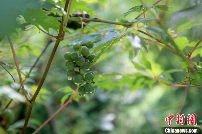 野生動(dòng)物在北京：如何筑牢生物多樣性“保護(hù)網(wǎng)”？