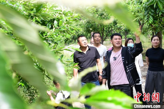 游客在欣賞栗樹花?！『略破?攝