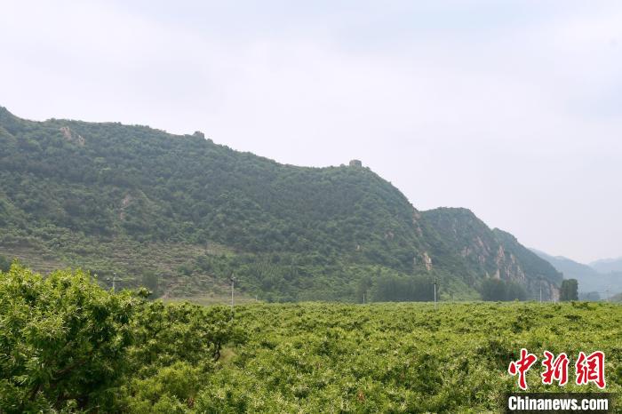 長城腳下萬畝栗花綻放，散發(fā)出淡淡清香?！『略破?攝