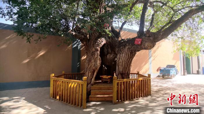圖為阿河灘地質(zhì)文化村樹齡高達(dá)800年的空心古榆樹?！埡ｖ?攝