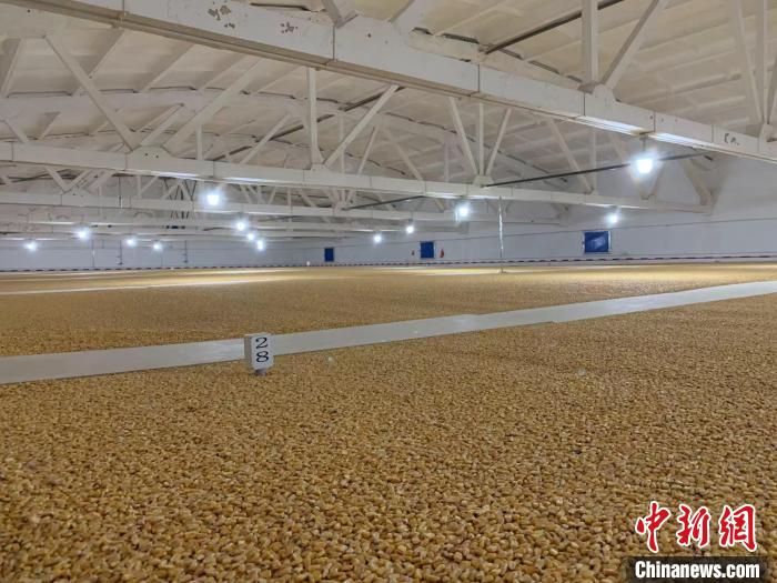 倉內(nèi)清涼干爽、遍地金黃，上千平方米的糧食盡收眼底?！⊥趸萘?攝