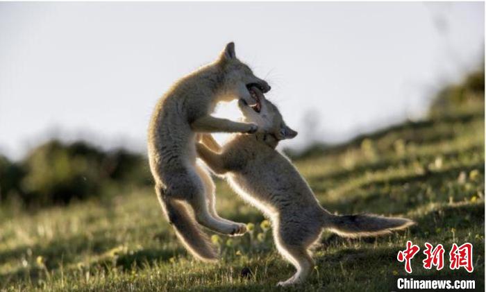 圖為郝進(jìn)芳的作品《難分勝負(fù)》?！∏嗪Ｊ∑钸B山自然保護(hù)協(xié)會(huì)供圖