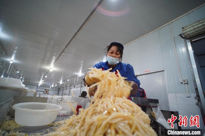 圖為一名工人正在處理切成條狀后的酸筍。　韋國政 攝