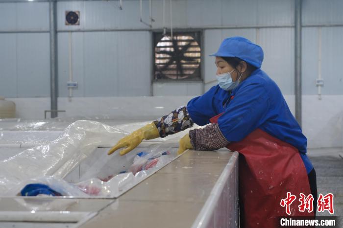 圖為一名工人正在檢查酸筍腌制情況?！⒖÷?攝