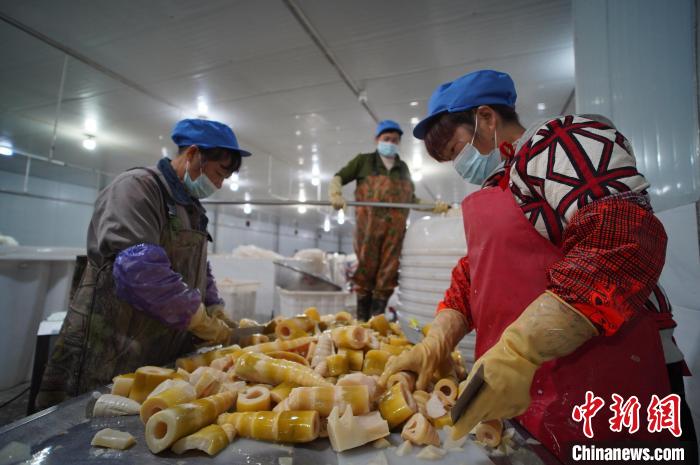 圖為多名工人正在將酸筍切成小塊?！№f國政 攝