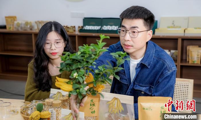 北山口村的佛手電商直播?！≈鬓k方供圖