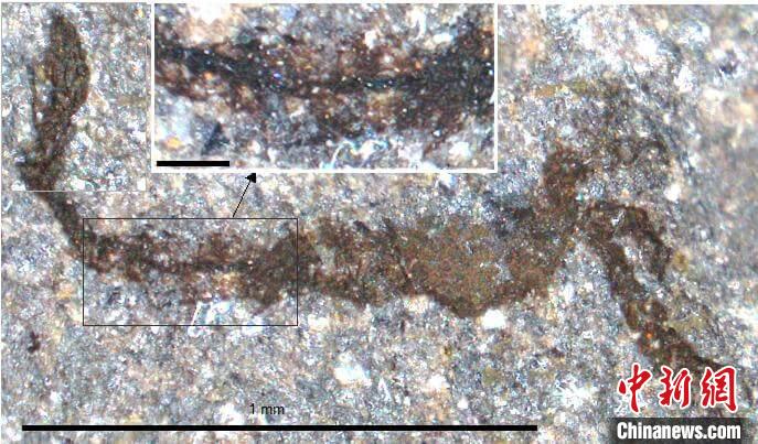 一個類似于寒武紀(jì)大附肢綱節(jié)肢動物Yohoia的新物種(圖片來自Joe Botting)?！∈┢樟指瘛ぷ匀?供圖