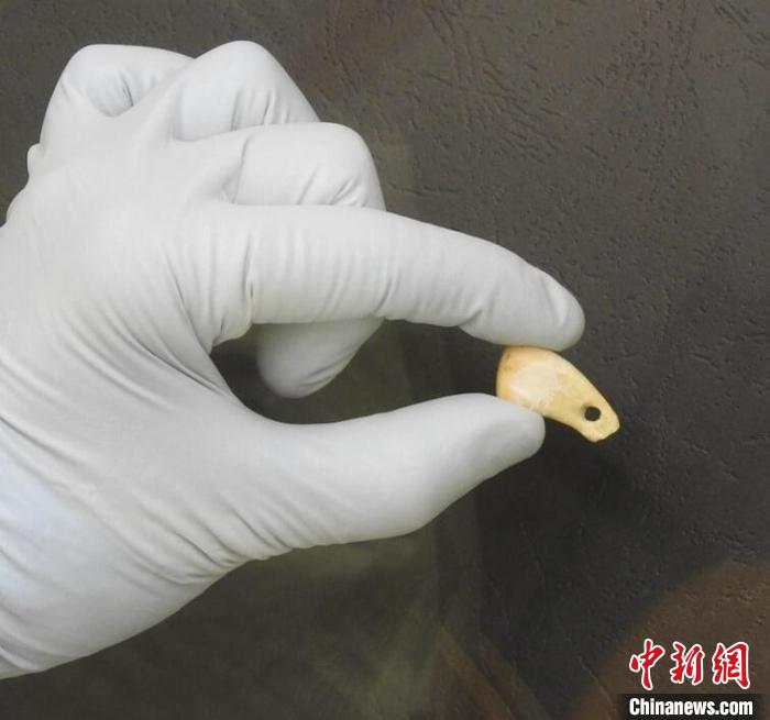 打孔鹿牙墜飾提取DNA后(圖片來自馬克斯·普朗克演化人類學(xué)研究所)?！∈┢樟指瘛ぷ匀?供圖