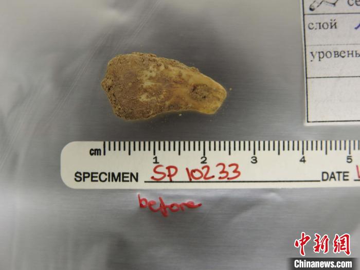 打孔鹿牙墜飾提取DNA前(圖片來自馬克斯·普朗克演化人類學(xué)研究所)。　施普林格·自然 供圖