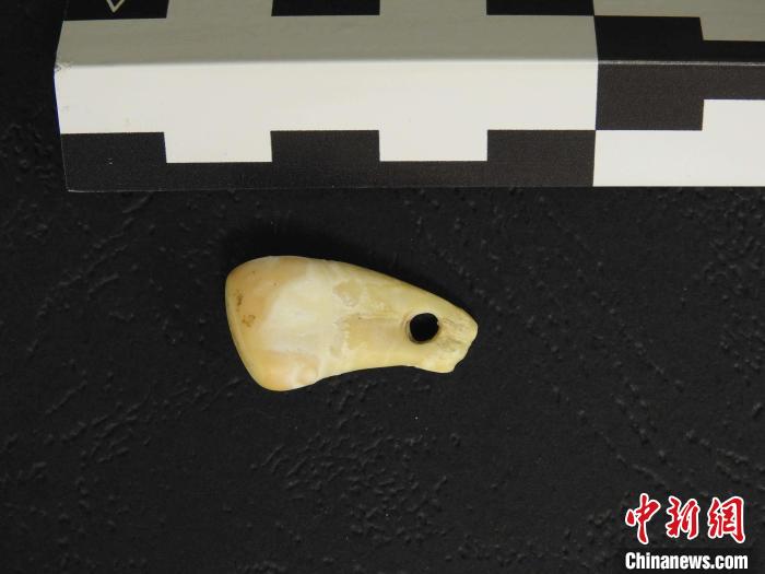 在南西伯利亞丹尼索瓦洞發(fā)現(xiàn)的打孔鹿牙墜飾(圖片來自馬克斯·普朗克演化人類學(xué)研究所)?！∈┢樟指瘛ぷ匀?供圖