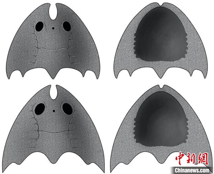 九江江夏魚(上)和后棘江夏魚(下)(史愛娟/繪)。　中科院古脊椎所 供圖