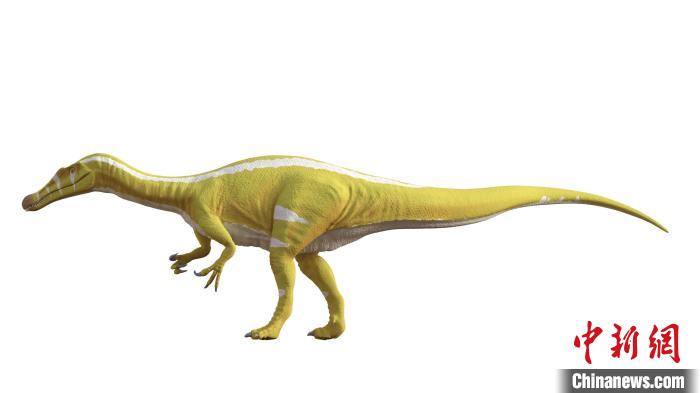 棘龍類新物種Protathlitis cinctorrensis(圖源Grup Guix)?！∈┢樟指瘛ぷ匀?供圖