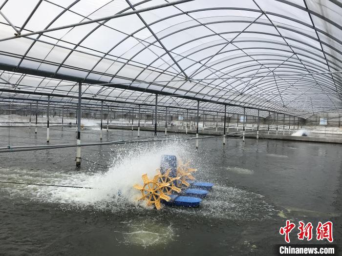 南美白對(duì)蝦養(yǎng)殖基地?！∠笊轿r蟹科技小院供圖