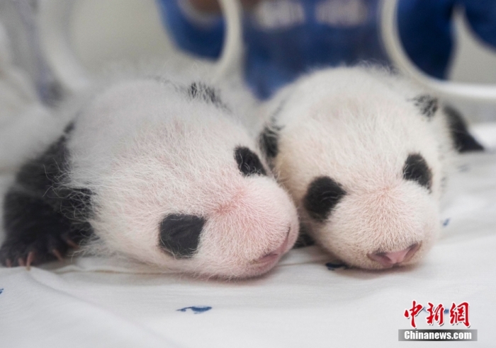 當?shù)貢r間8月7日，韓國三星愛寶樂園公布雌性雙胞胎大熊貓幼崽(左為姐姐，右為妹妹)于6日拍攝的滿月照。愛寶樂園 供圖
