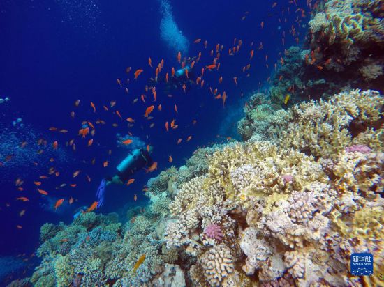  10月2日，人們?cè)诎＜拔髂伟雿u達(dá)哈布藍(lán)洞內(nèi)的珊瑚旁深潛。新華社記者 隋先凱 攝