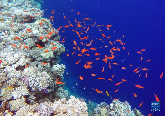  這是10月2日在埃及西奈半島達(dá)哈布藍(lán)洞內(nèi)拍攝的珊瑚和魚類。新華社記者 隋先凱 攝