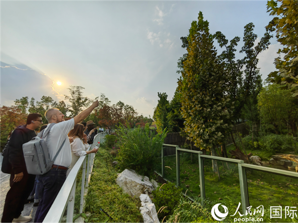 （“絲路獎”獲獎嘉賓在參觀成都大熊貓繁育研究基地。本報記者 王影迪攝）