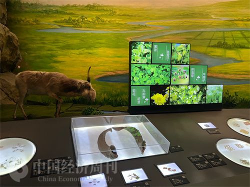   （中醫(yī)藥博物館展出的各類中藥材令人應(yīng)接不暇。中國經(jīng)濟(jì)周刊記者 郭志強(qiáng) 攝）