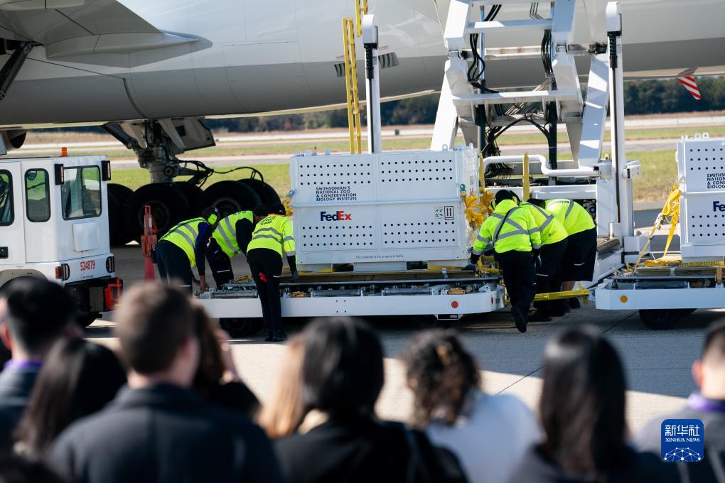 11月8日，在美國弗吉尼亞州的華盛頓杜勒斯國際機(jī)場，裝有大熊貓的特制“旅行包廂”準(zhǔn)備運(yùn)上專機(jī)。新華社記者劉杰攝
