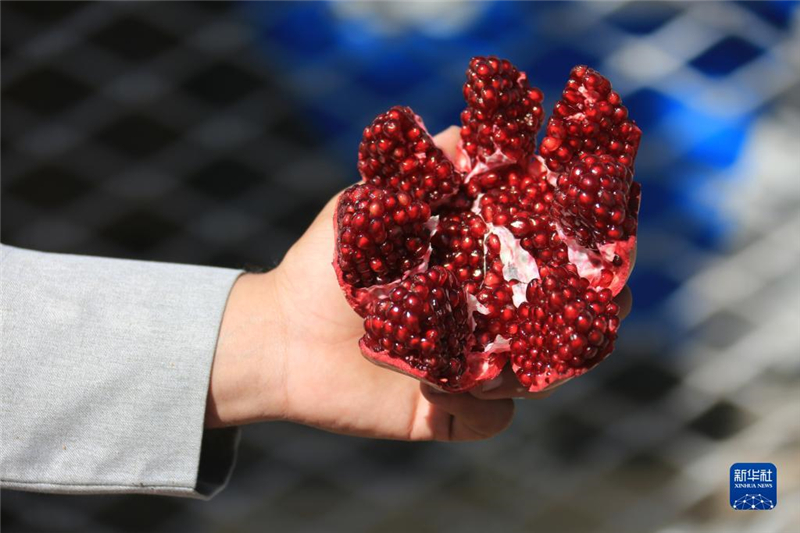 11月10日，在阿富汗首都喀布爾，商販展示產(chǎn)自阿富汗南部坎大哈省的石榴。新華社發(fā)（塞夫拉赫曼·薩菲攝）