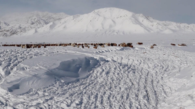蒙古國近日發(fā)生雪災(zāi)。圖片來源：蒙政府網(wǎng)站