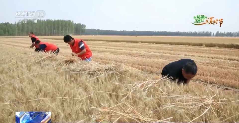 “三夏”生產(chǎn)思維導圖安排上了！還有政府大院等你來“曬”