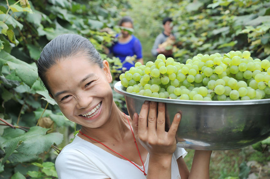 “關(guān)口葡萄谷”正成為花坪鎮(zhèn)域經(jīng)濟(jì)發(fā)展的重要增長點(diǎn)。
