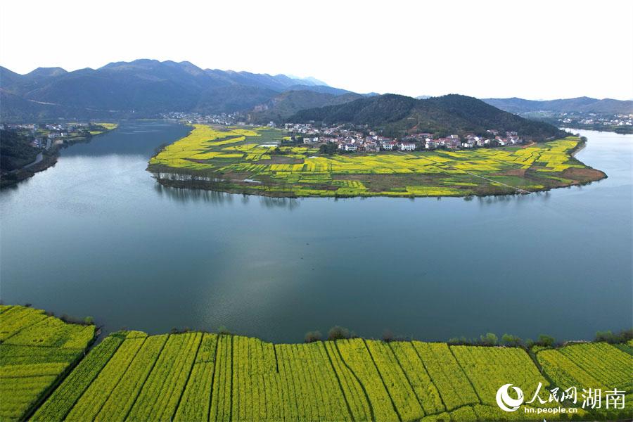 春江水暖，油菜花開。人民網(wǎng) 李芳森攝