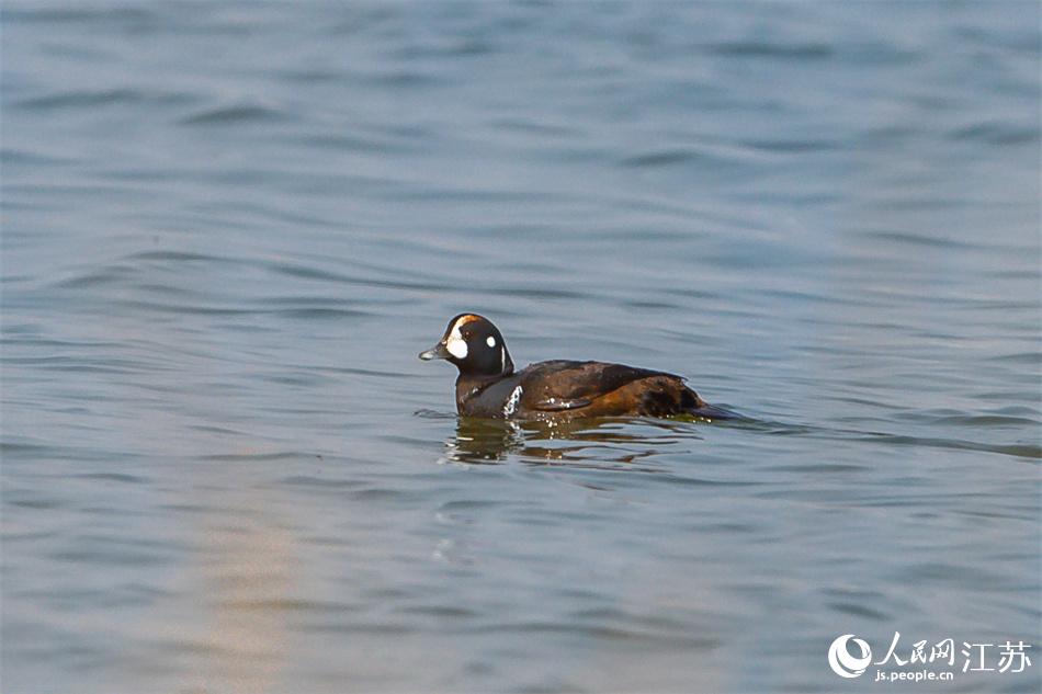 丑鴨首次現(xiàn)身鹽城黃海濕地。 周晨曦?cái)z