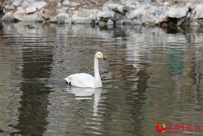 北京動(dòng)物園水禽湖上，水鳥游弋其中，傳遞春的消息。人民網(wǎng) 尹星云攝