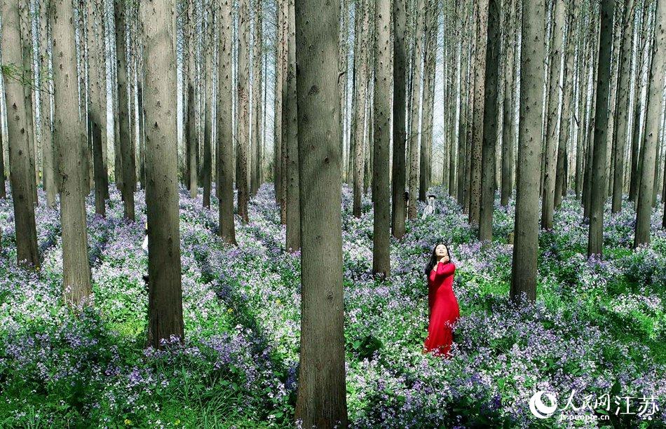 大地好像鋪上了夢幻般的地毯，分外迷人。陳義寶攝