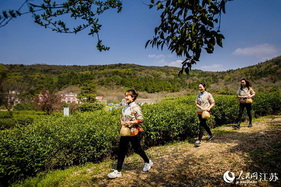 茶農(nóng)走進(jìn)茶園。浦克承攝