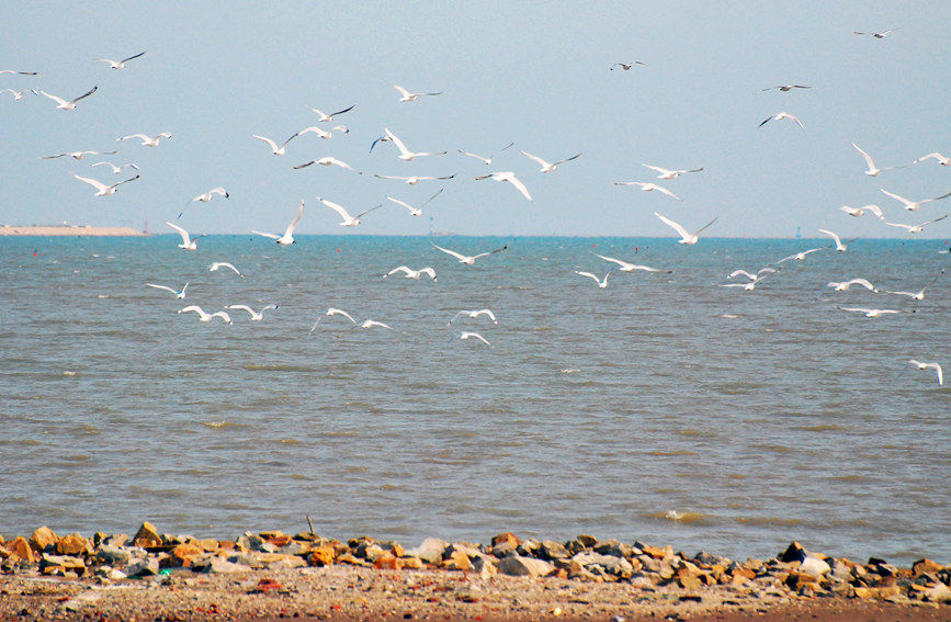 “鳥(niǎo)中大熊貓”遺鷗飛抵濱城。戈榮喜攝