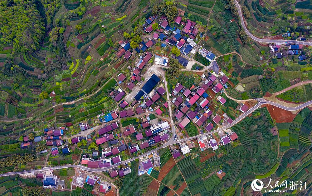 4月1日，紹興市新昌縣東茗鄉(xiāng)下巖貝村風(fēng)光秀麗，茶園旖旎。人民網(wǎng) 章勇濤攝