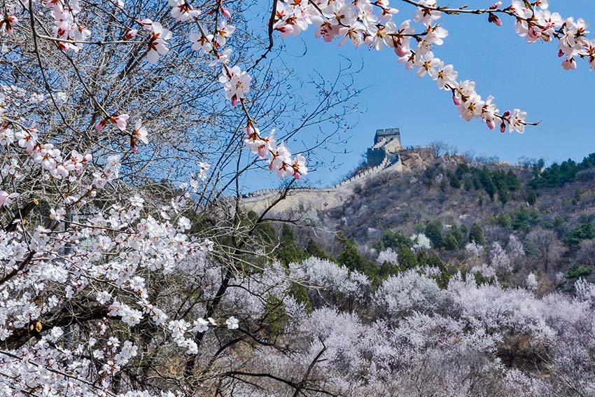 眼下，八達(dá)嶺長(zhǎng)城內(nèi)外春花爭(zhēng)艷。陸軍攝