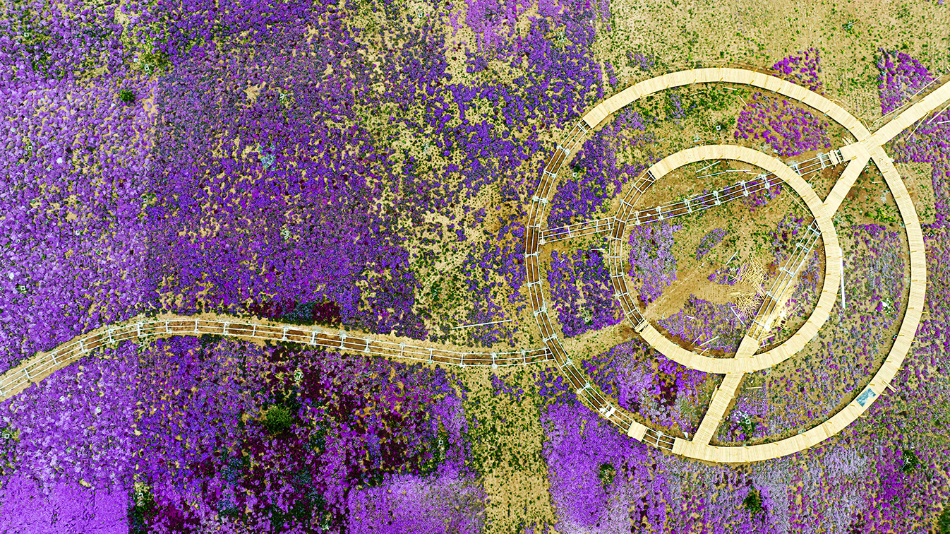 邯鄲市復(fù)興區(qū)德豐生態(tài)園的300畝芝櫻花進(jìn)入最佳觀賞期。放眼望去，五彩音符和豎琴造型下的芝櫻花恰似披上了一層色彩斑斕的錦緞，蔚為壯觀。聶長青攝