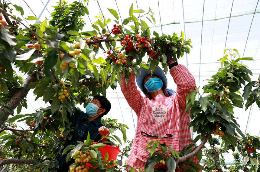 河北省邢臺市任澤區(qū)東古城村果農(nóng)在大棚里采摘櫻桃。 宋杰攝