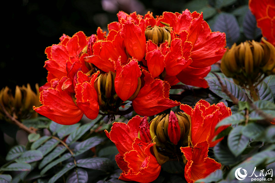 一朵朵紅花在枝葉頂端綻放。人民網(wǎng) 陳博攝