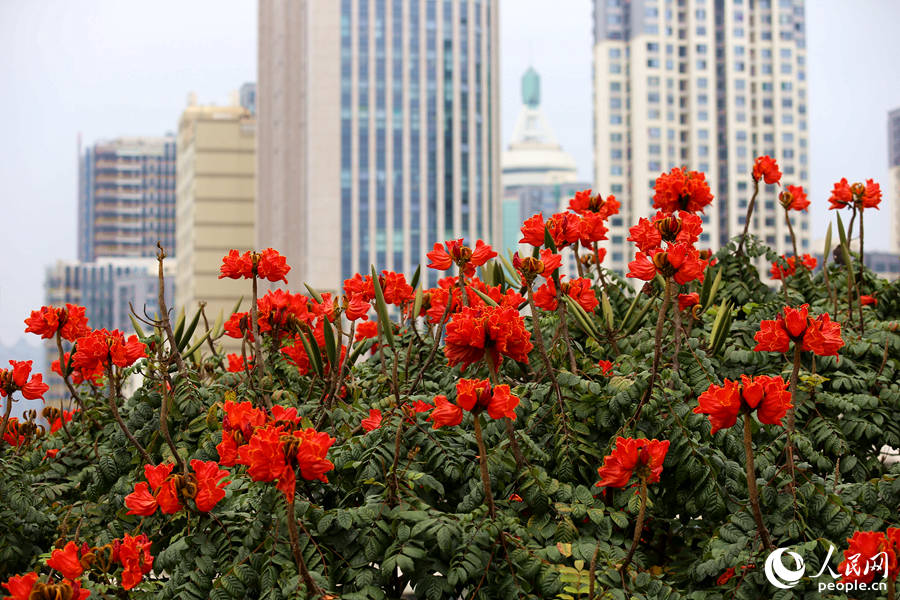 火焰木花朵在樹頂連片盛開。人民網(wǎng) 陳博攝