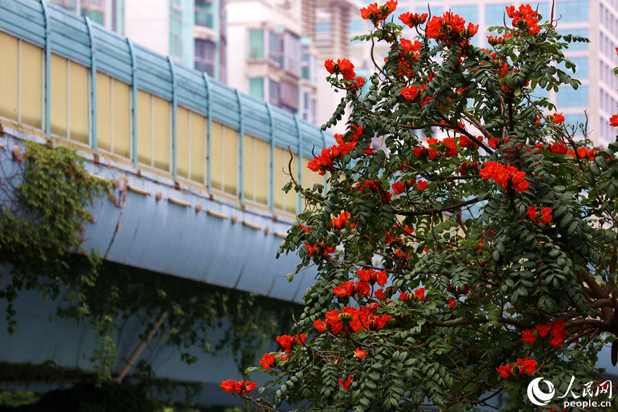 火焰木樹高10米以上，高度與BRT高架橋相當。人民網(wǎng) 陳博攝