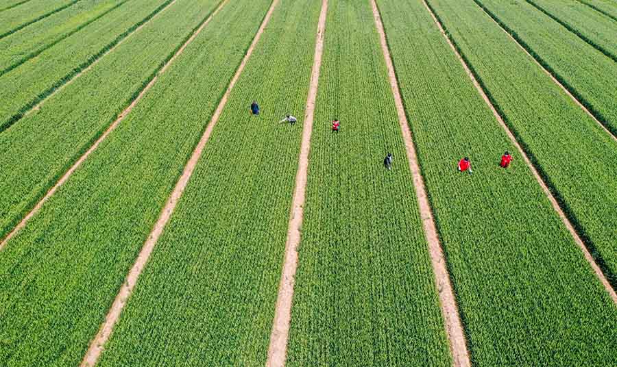 山東省鄒平市蔡家村高標準農(nóng)田，農(nóng)民在進行去雜作業(yè)。