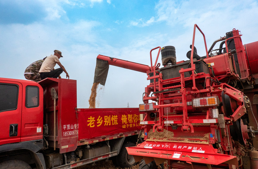 魯山縣組織多種形式的志愿隊(duì)伍，幫助困難群眾解決夏收夏種難題。葉全花攝