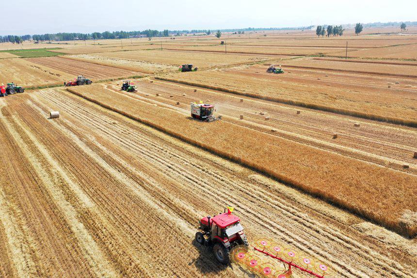 收割現(xiàn)場。吳波攝